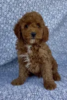 Marley , a male Poodle - Miniature  for sale in Elkton, KY – Photo 10 of 10