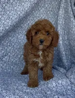 Marley , a male Poodle - Miniature  for sale in Elkton, KY – Photo 9 of 10