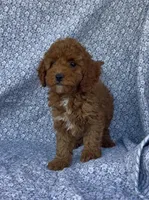 Marley , a male Poodle - Miniature  for sale in Elkton, KY – Photo 8 of 10