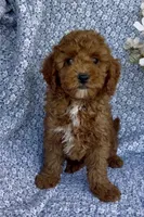 Marley , a male Poodle - Miniature  for sale in Elkton, KY – Photo 2 of 10