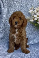 Marley , a male Poodle - Miniature  for sale in Elkton, KY – Photo 4 of 10