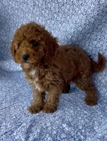Marley , a male Poodle - Miniature  for sale in Elkton, KY – Photo 7 of 10