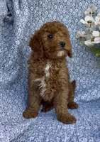 Marley , a male Poodle - Miniature  for sale in Elkton, KY – Photo 3 of 10
