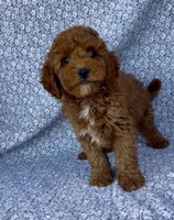 Marley , a male Poodle - Miniature  for sale in Elkton, KY – Photo 6 of 10
