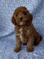 Marley , a male Poodle - Miniature  for sale in Elkton, KY – Photo 5 of 10