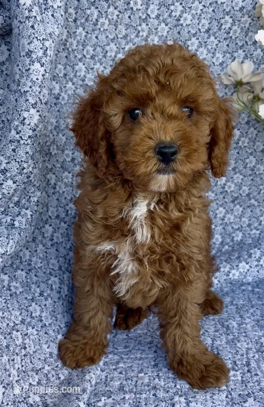 Marley  – Poodle - Miniature  puppy for sale in Elkton, KY