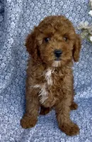 Marley , a male Poodle - Miniature  for sale in Elkton, KY – Photo 1 of 10