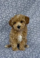Sophie , a female Maltipoo for sale in Elkton, KY – Photo 2 of 10