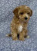 Sophie , a female Maltipoo for sale in Elkton, KY – Photo 3 of 10