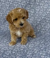 Sophie , a female Maltipoo for sale in Elkton, KY – Photo 10 of 10