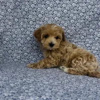 Sophie , a female Maltipoo for sale in Elkton, KY – Photo 8 of 10