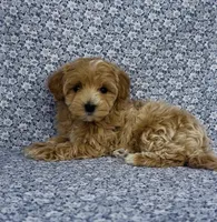 Sophie , a female Maltipoo for sale in Elkton, KY – Photo 7 of 10