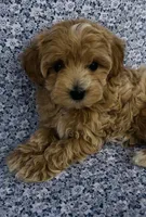 Sophie , a female Maltipoo for sale in Elkton, KY – Photo 6 of 10