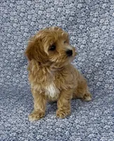 Sophie , a female Maltipoo for sale in Elkton, KY – Photo 9 of 10