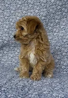 Sophie , a female Maltipoo for sale in Elkton, KY – Photo 4 of 10