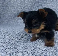 Pepper , a male Yorkshire Terrier for sale in Elkton, KY – Photo 8 of 10