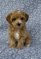 Sophie , a female Maltipoo for sale in Elkton, KY – Photo 1 of 10