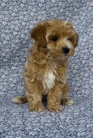Sophie , a female Maltipoo for sale in Elkton, KY – Photo 5 of 10