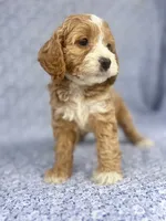 Lady , a female Cockapoo for sale in Elkton, KY – 5 of 8