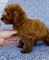 Finn , a male Bichpoo for sale in Elkton, KY – 3 of 7
