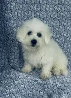 Dash, a male Bichon Frise for sale in Elkton, KY – Photo 7 of 10