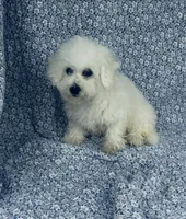 Dash, a male Bichon Frise for sale in Elkton, KY – Photo 8 of 10