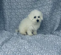 Dash, a male Bichon Frise for sale in Elkton, KY – Photo 4 of 10