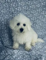Dash, a male Bichon Frise for sale in Elkton, KY – Photo 1 of 10
