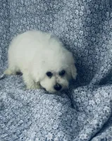 Dash, a male Bichon Frise for sale in Elkton, KY – Photo 5 of 10