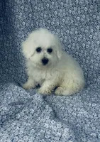 Dash, a male Bichon Frise for sale in Elkton, KY – Photo 9 of 10