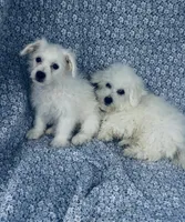 Dash, a male Bichon Frise for sale in Elkton, KY – Photo 10 of 10