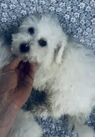 Dash, a male Bichon Frise for sale in Elkton, KY – Photo 2 of 10