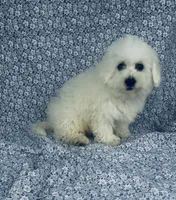 Dash, a male Bichon Frise for sale in Elkton, KY – Photo 3 of 10