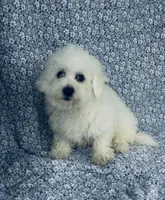 Dash, a male Bichon Frise for sale in Elkton, KY – Photo 6 of 10