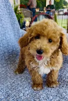 Ellie , a female Bichpoo for sale in Elkton, KY – 2 of 8