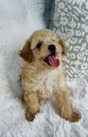 Wells , a male Poodle - Miniature  for sale in Elkton, KY – 6 of 10