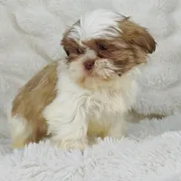 Amara , a female Shih Tzu for sale in Elkton, KY – Photo 3 of 10