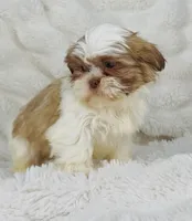 Amara , a female Shih Tzu for sale in Elkton, KY – Photo 3 of 10