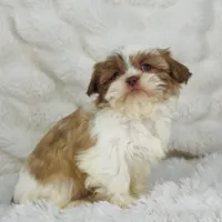 Amara , a female Shih Tzu for sale in Elkton, KY – Photo 1 of 10