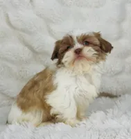 Amara , a female Shih Tzu for sale in Elkton, KY – Photo 1 of 10