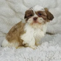 Amara , a female Shih Tzu for sale in Elkton, KY – Photo 9 of 10