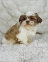 Amara , a female Shih Tzu for sale in Elkton, KY – Photo 9 of 10