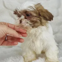 Amara , a female Shih Tzu for sale in Elkton, KY – Photo 7 of 10