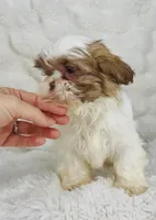 Amara , a female Shih Tzu for sale in Elkton, KY – Photo 7 of 10