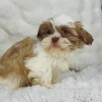 Amara , a female Shih Tzu for sale in Elkton, KY – Photo 4 of 10