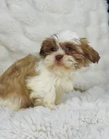 Amara , a female Shih Tzu for sale in Elkton, KY – Photo 4 of 10