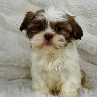 Amara , a female Shih Tzu for sale in Elkton, KY – Photo 8 of 10