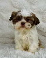 Amara , a female Shih Tzu for sale in Elkton, KY – Photo 8 of 10