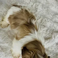 Amara , a female Shih Tzu for sale in Elkton, KY – Photo 10 of 10