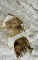 Amara , a female Shih Tzu for sale in Elkton, KY – Photo 10 of 10